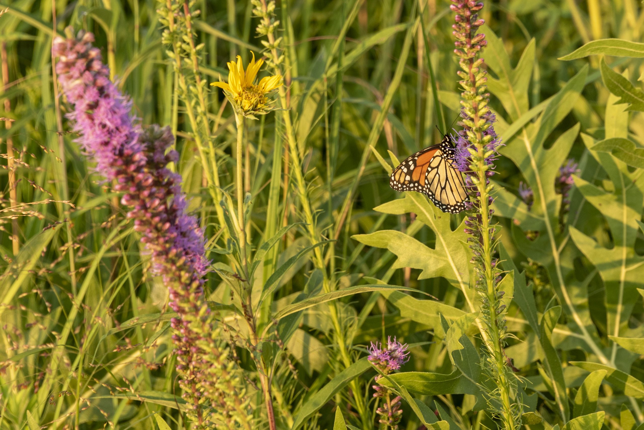 Monarch butterfly on prairie plant