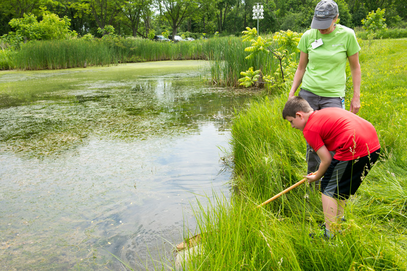 A student dips a net over some tall grasses and into a pond. The adult behind them watches closely. 