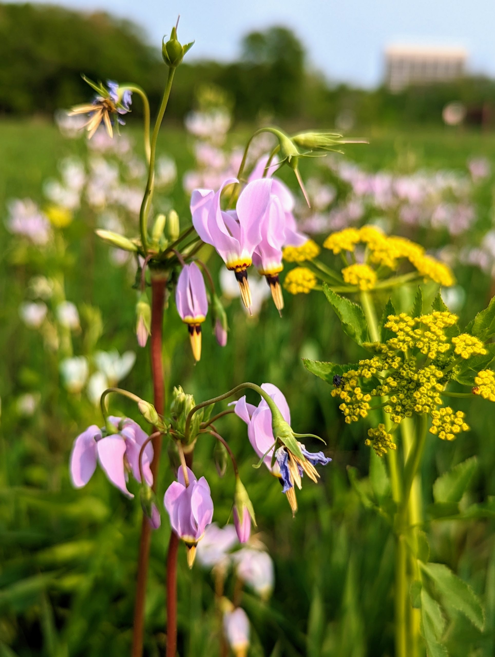 A close-up photo of a light purple prairie flower.